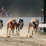 Betting on Greyhound Races